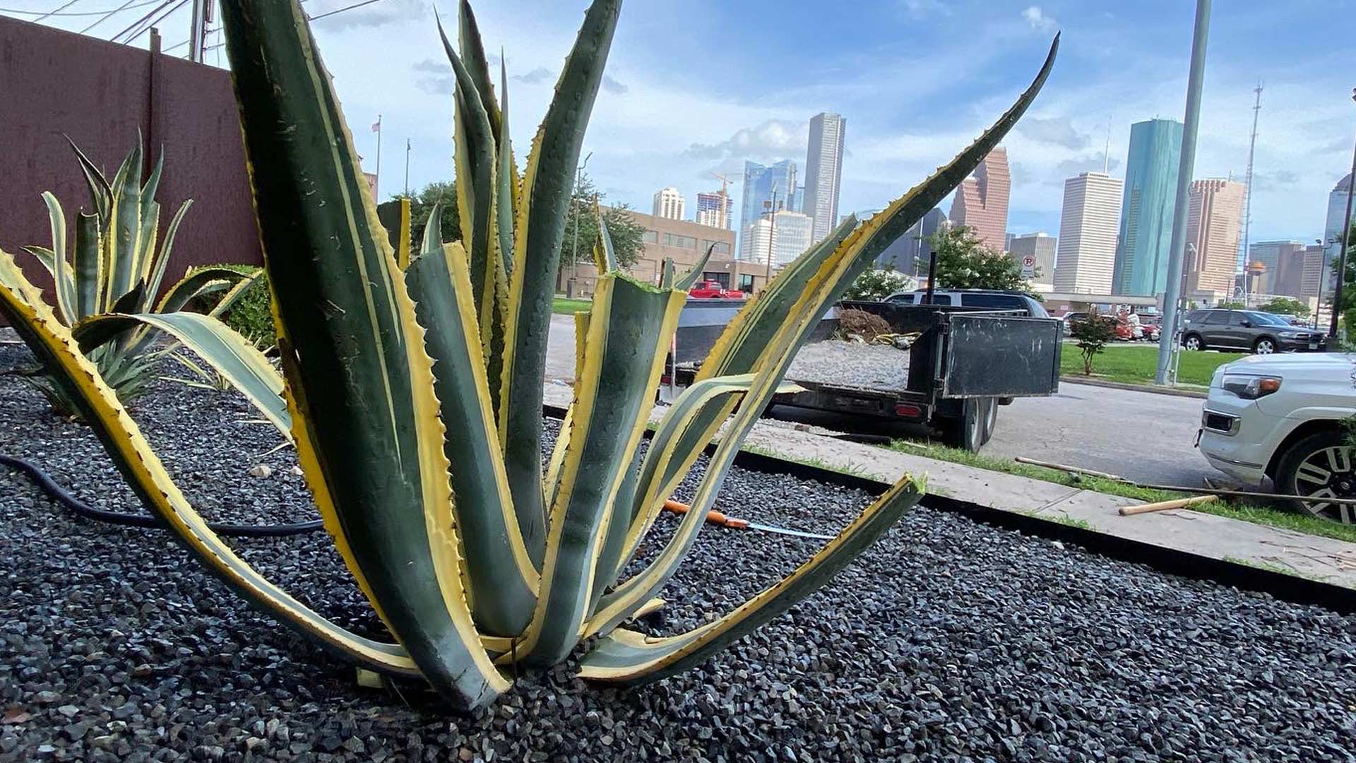 Downtown Houston Landscaping