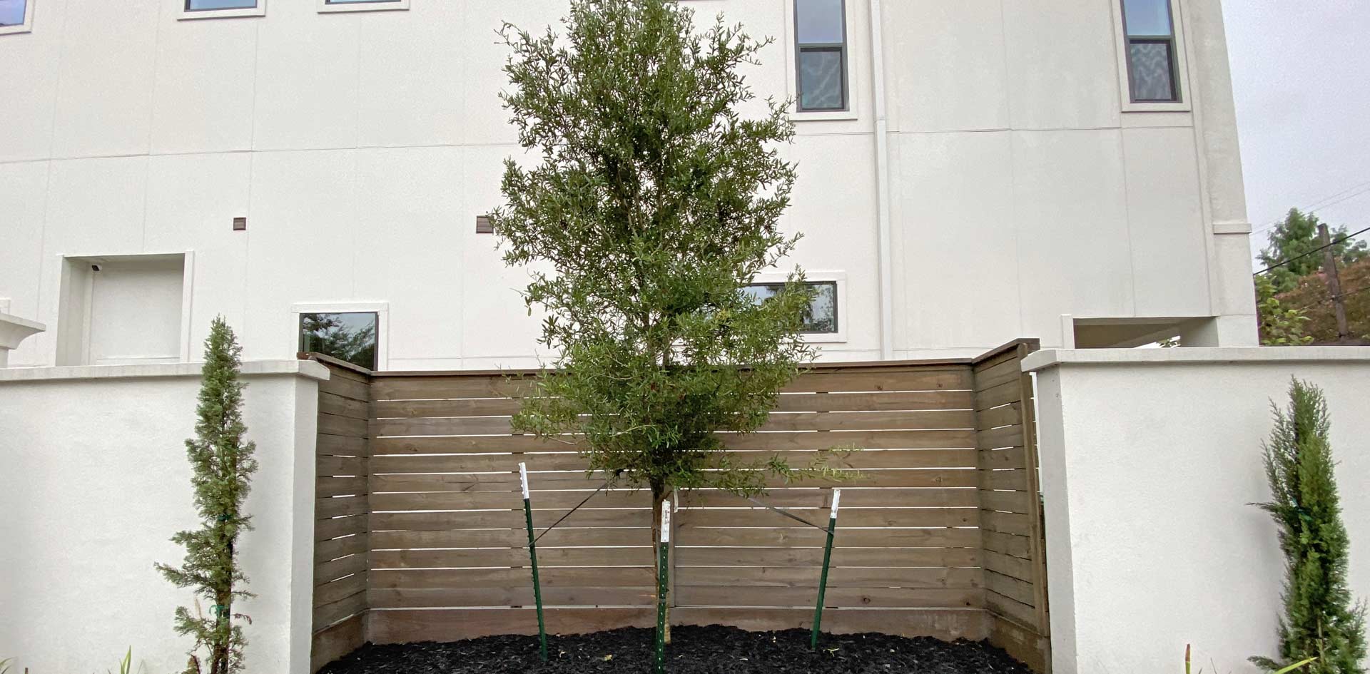 Live Oak Tree Planting Houston