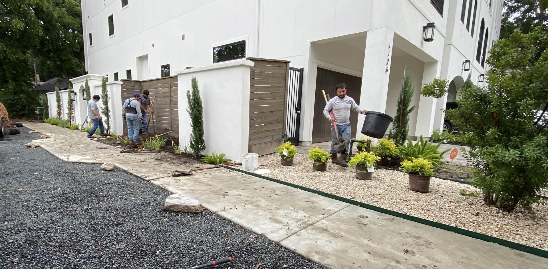 Live Oak Tree Planting Houston