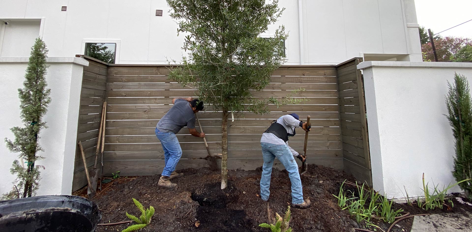 Live Oak Tree Planting Houston