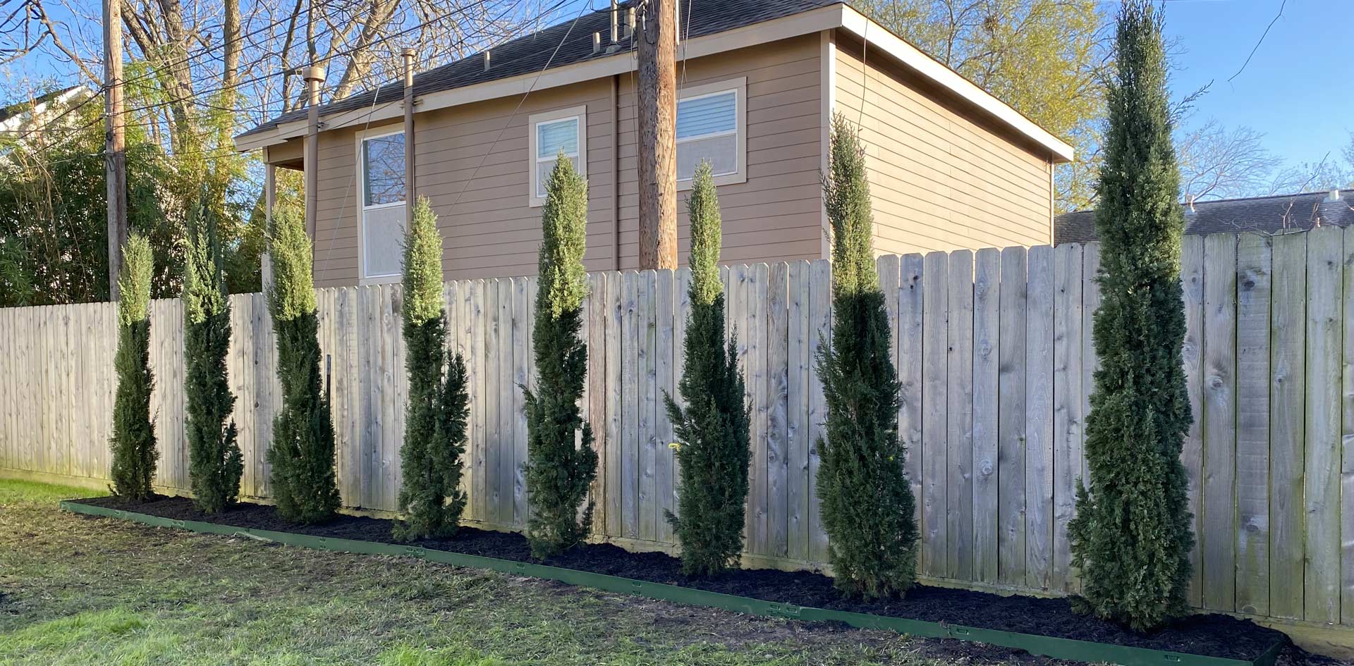 Heights Italian Cypress Trees Planting