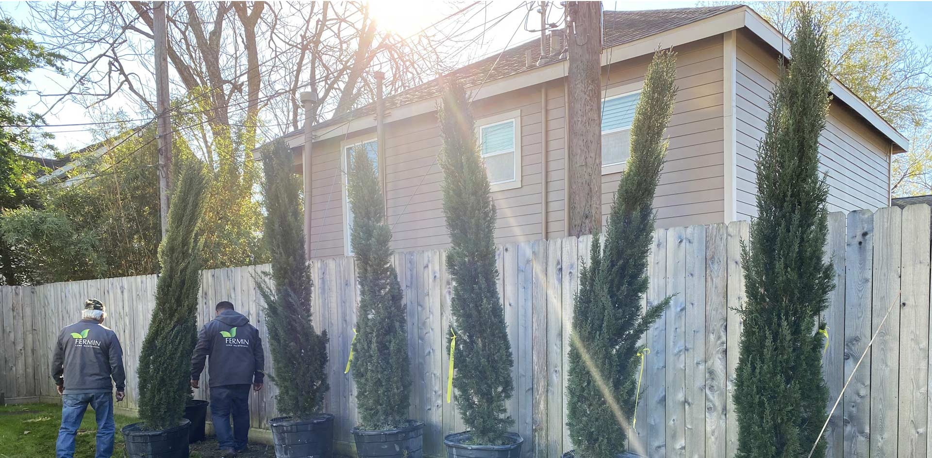 Heights Italian Cypress Trees Planting