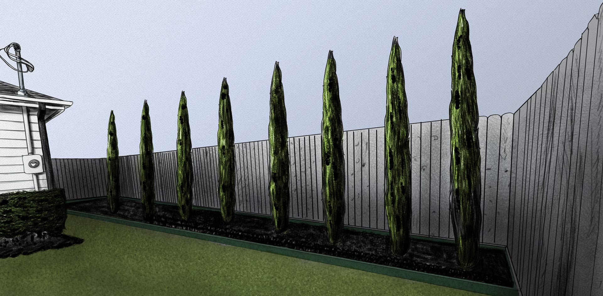 Heights Italian Cypress Trees Planting