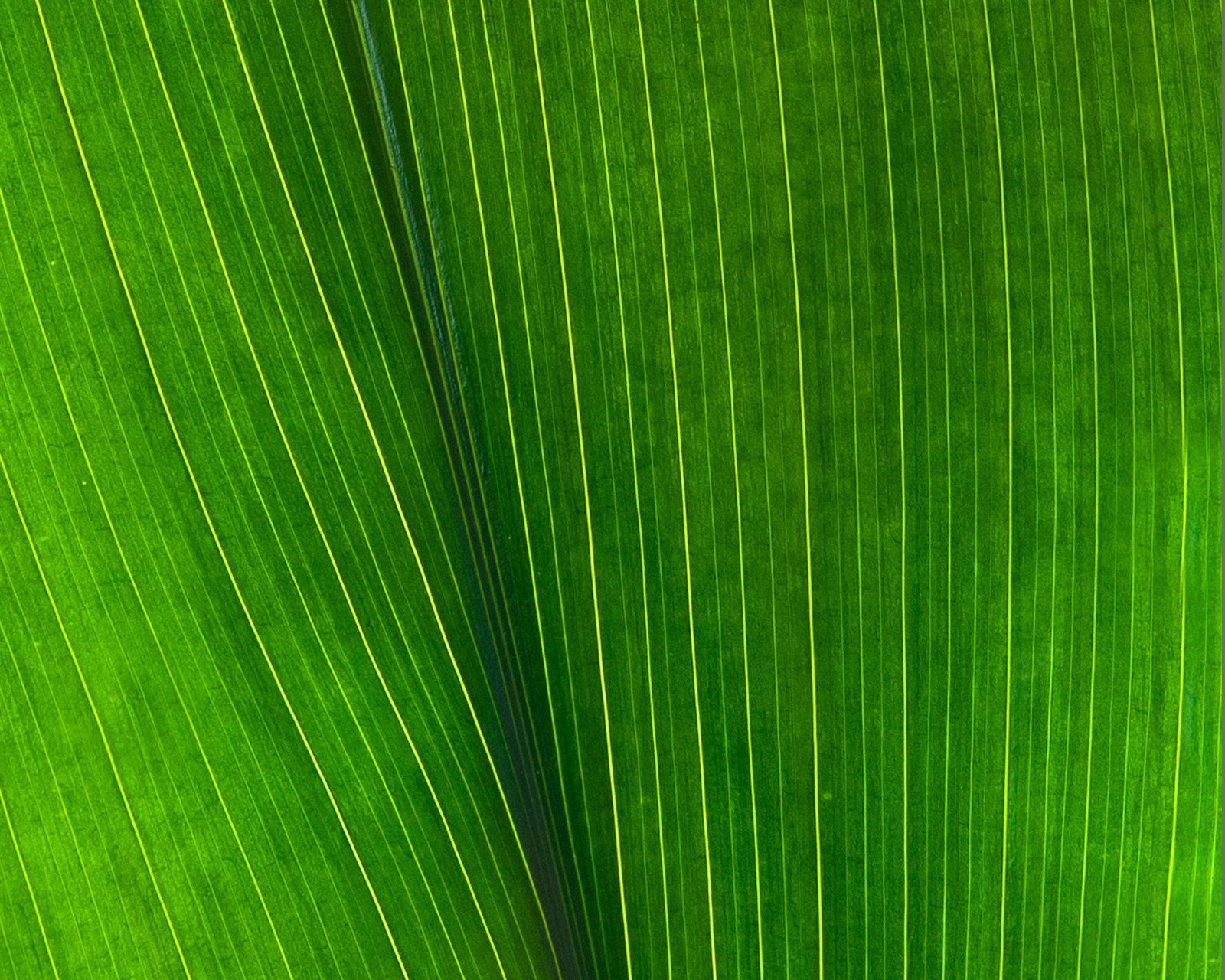 Fermin Lawn Maintenance