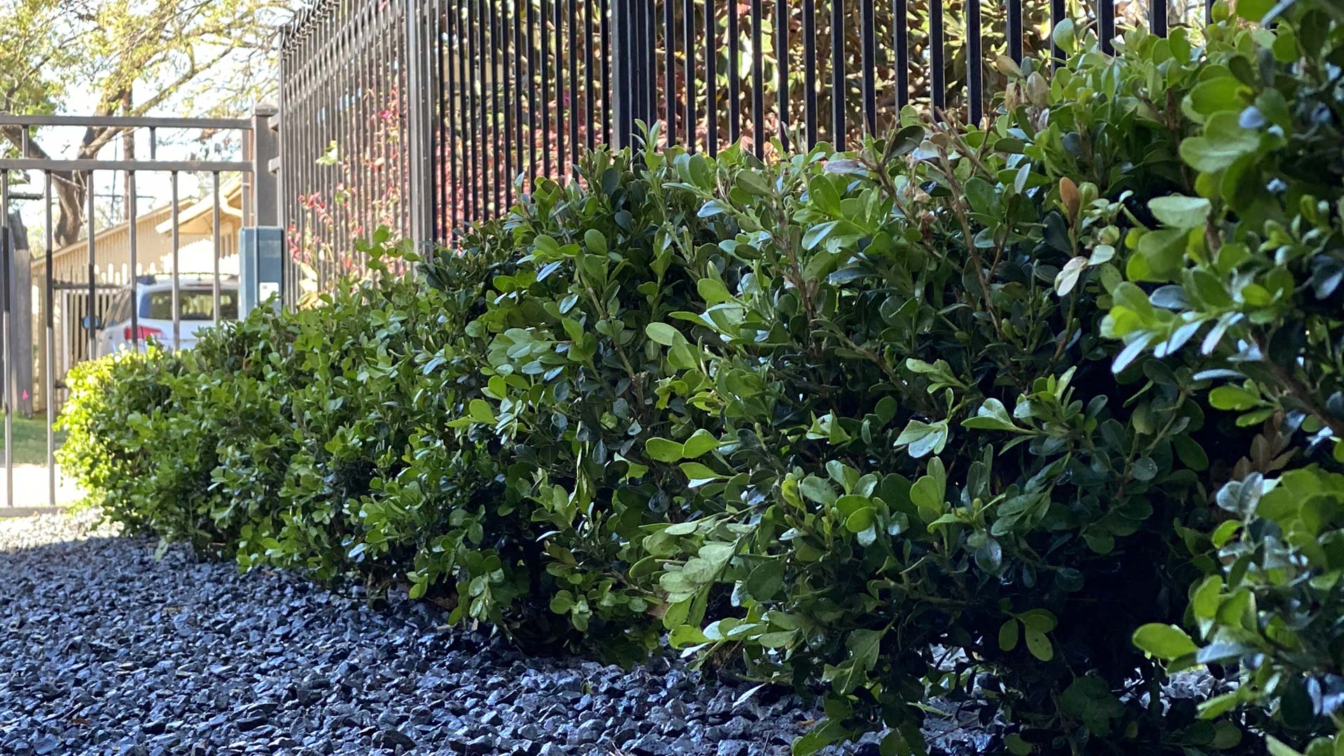 Houston Landscape Design