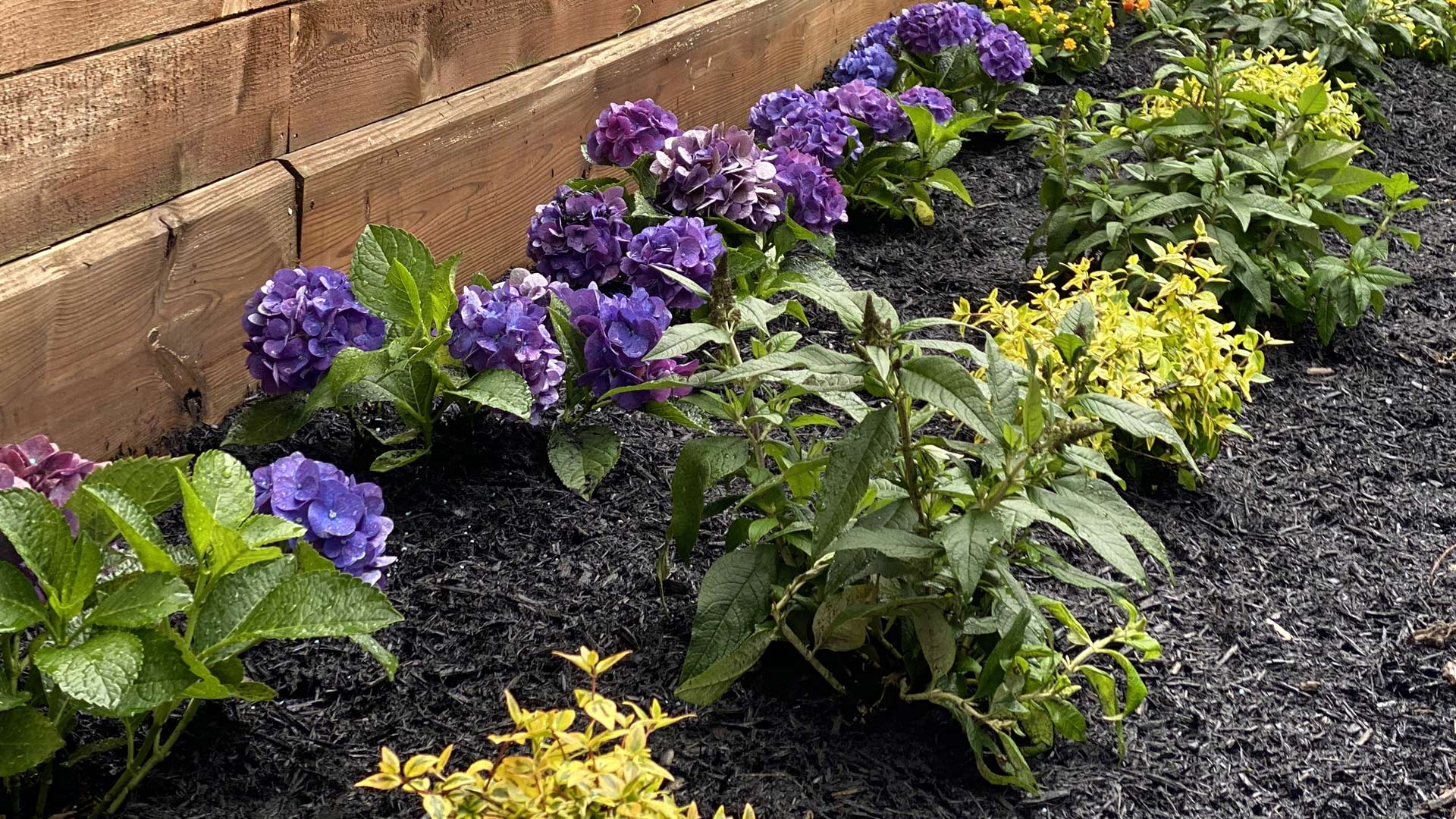 Houston Heights Flowerbed Design