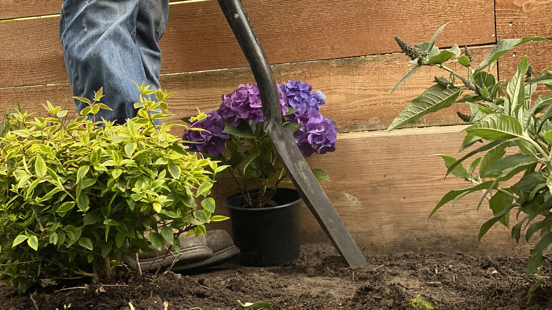 Houston Heights Flowerbed Design