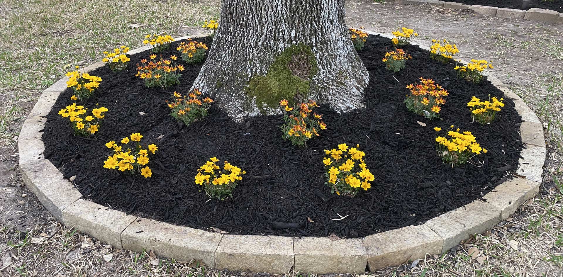 Houston Landscape Design