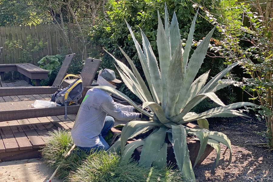 Residential Lawn Maintenance