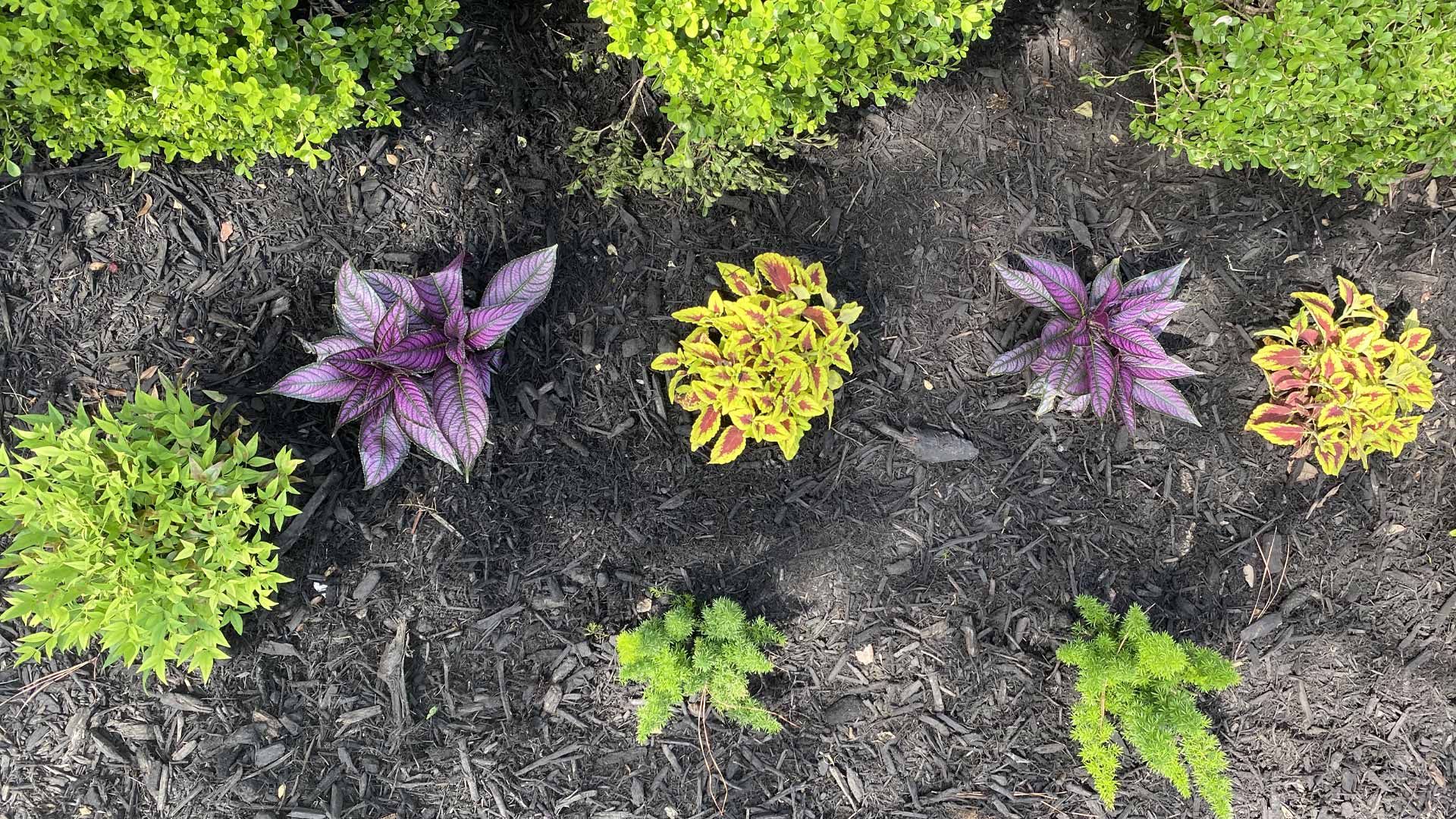 Houston Downtown Landscape Design