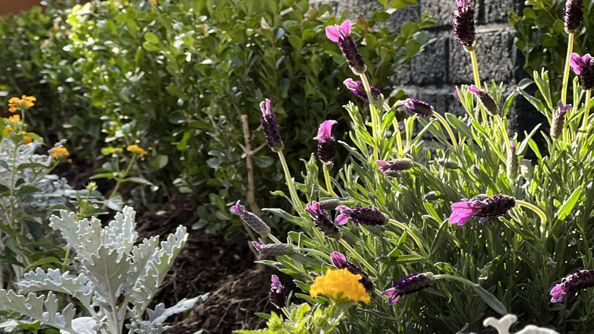 Houston Montrose Landscaping