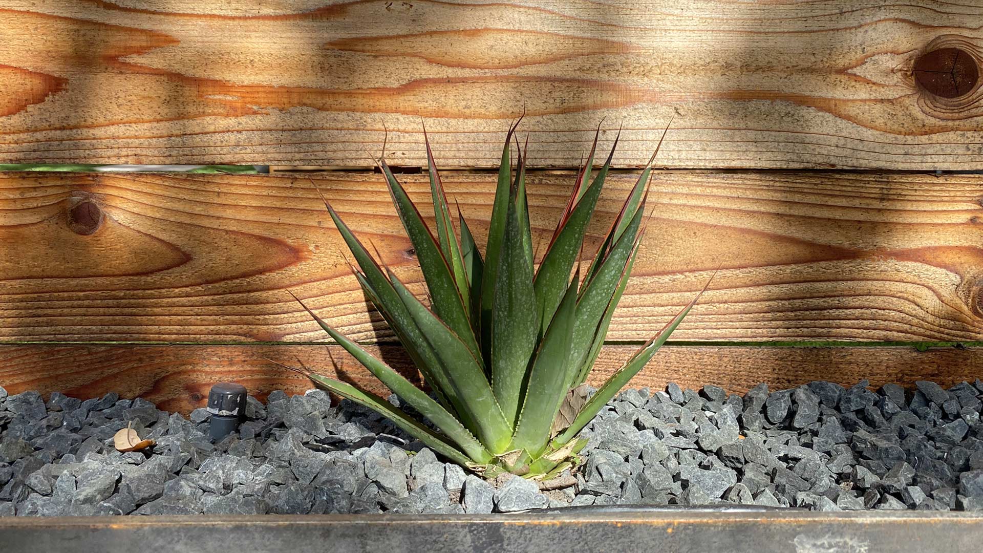 Houston Montrose Landscaping