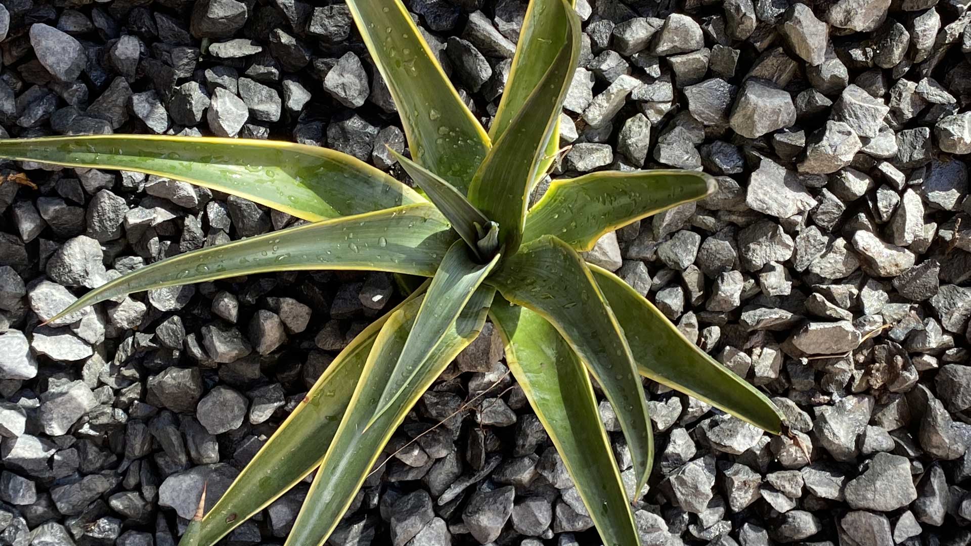 Houston Montrose Landscaping